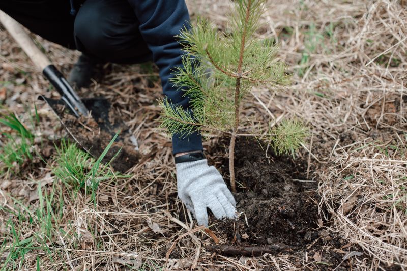 Pear Tree Planting in Honolulu, HI