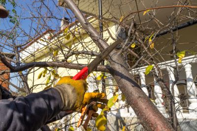 Contact About Tree And Lawn Service