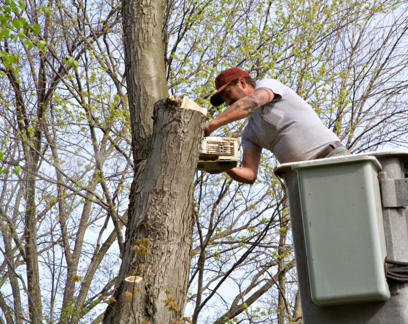Tree And Lawn Service