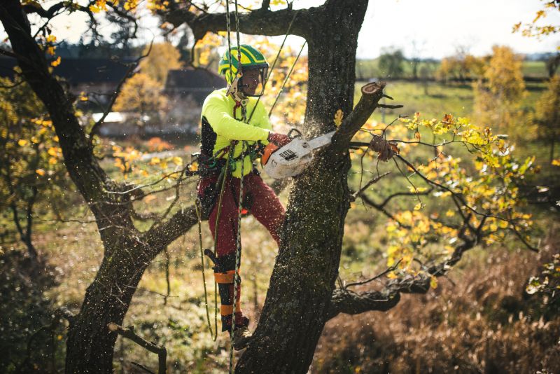 Arborist Tree Service in Reno, NV