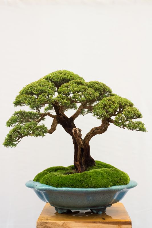 Boxwood Planting in Honolulu, HI