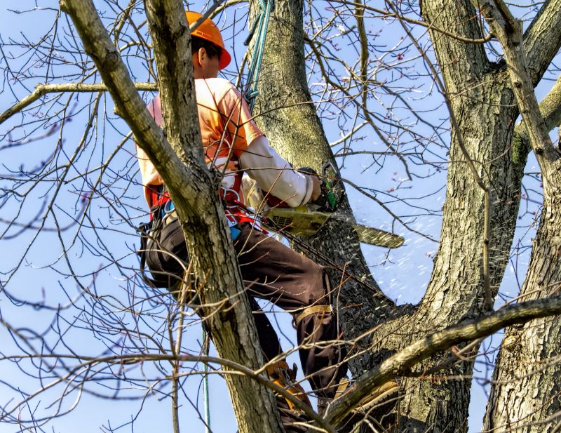 Tree And Lawn Service