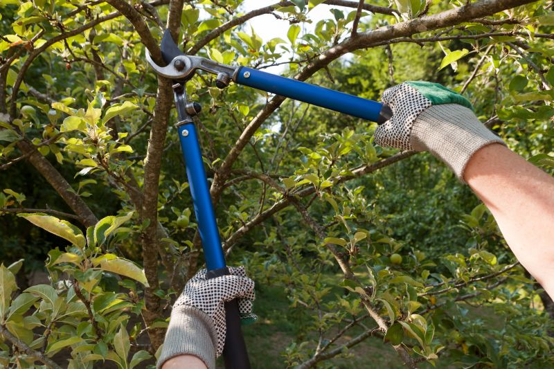Tree And Lawn Service