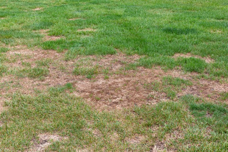 Damaged Yard Repair in Honolulu, HI