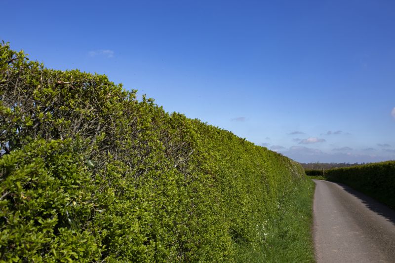 Hedge Landscaping in Honolulu, HI