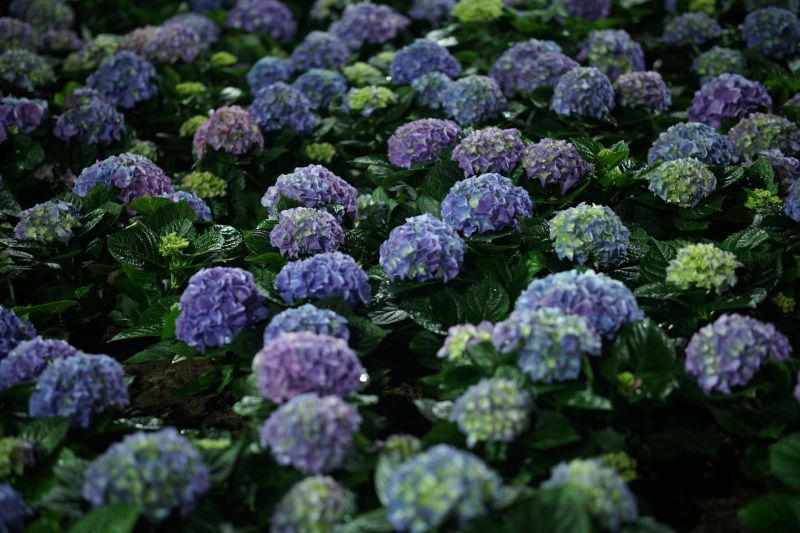 Hydrangea Planting in Honolulu, HI