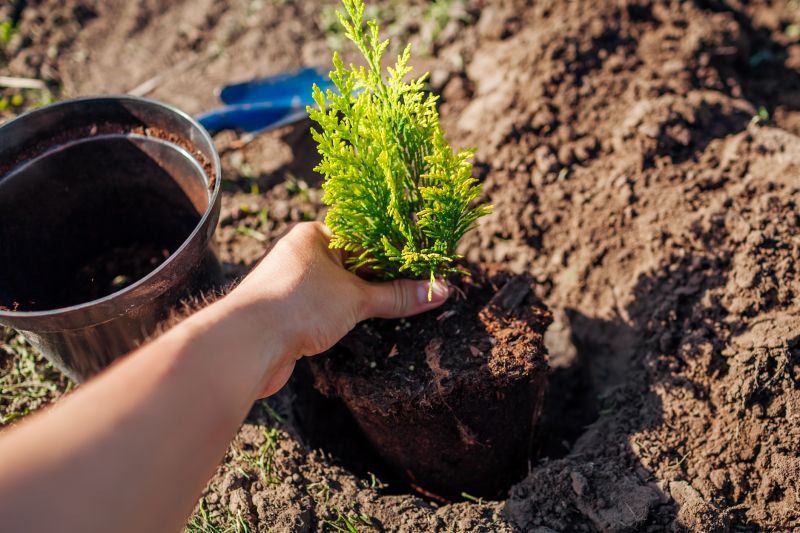 Pear Tree Planting in Ventura County, CA