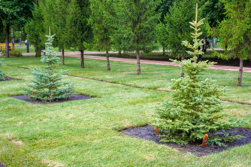Pine Tree Planting in Honolulu, HI