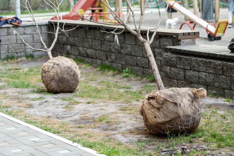 Privacy Trees Planting in Honolulu, HI