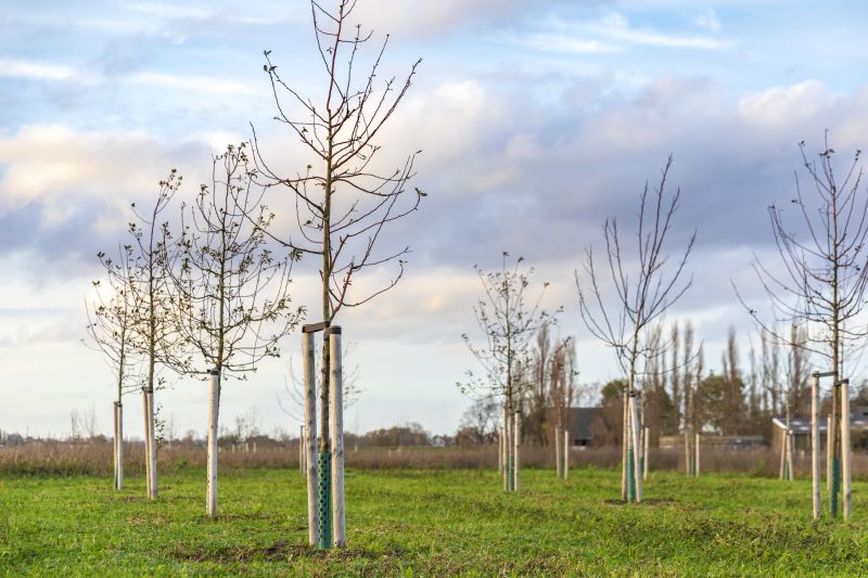 Privacy Trees Planting in Ventura County, CA