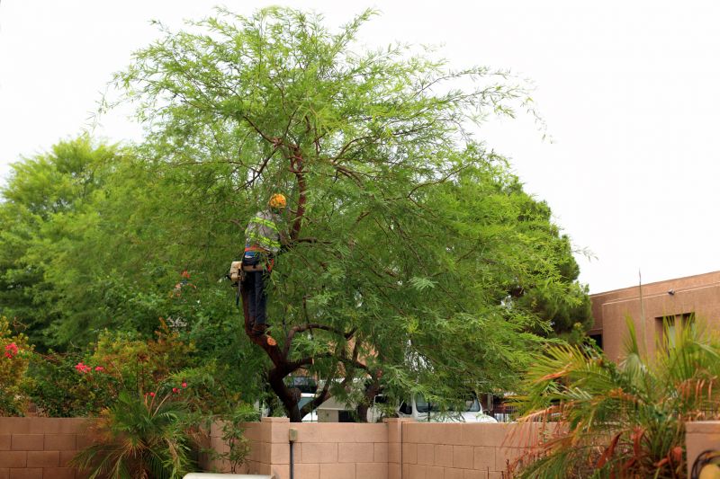 Tree And Lawn Service