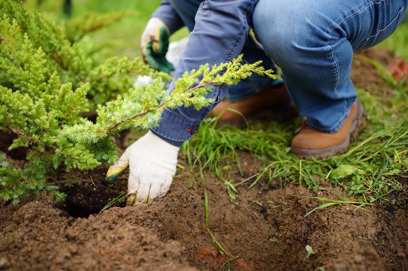 Tree Planting Service in Honolulu, HI